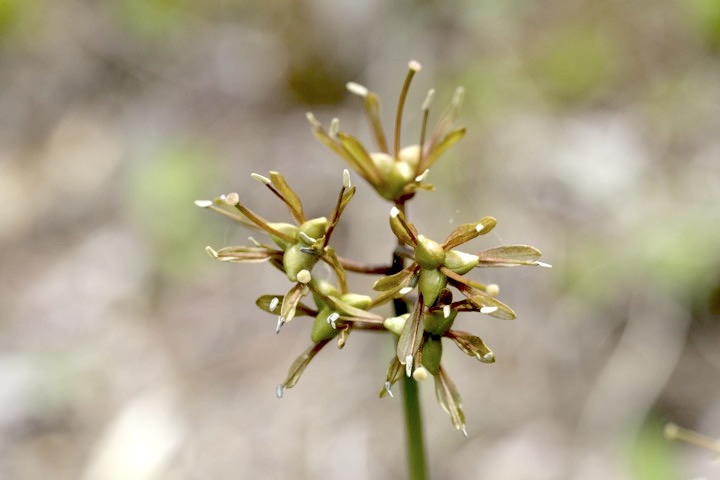 ショウジョウバカマの実