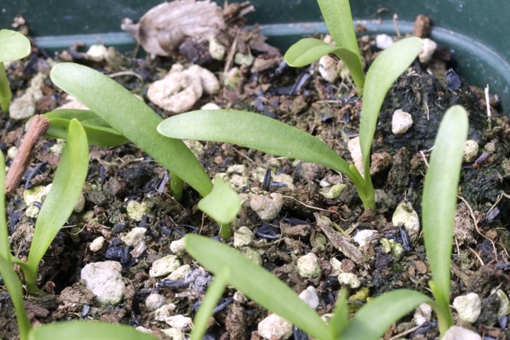 チョウジソウの発芽