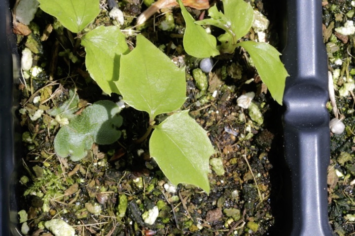 オヤリハグマの発芽