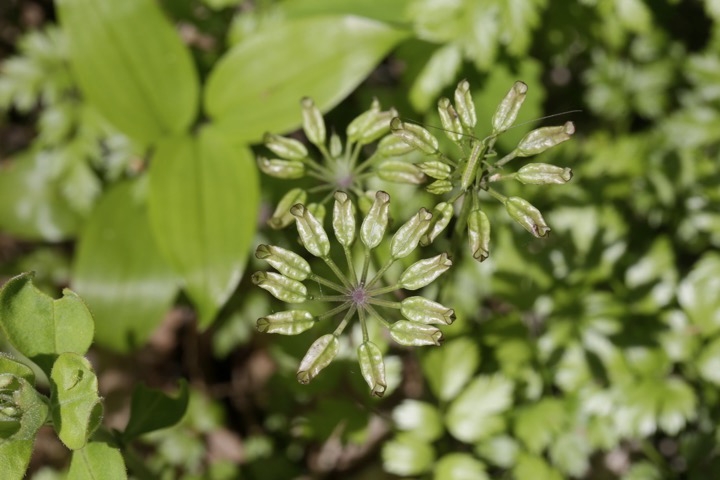 セリバオウレンの実