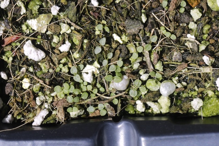 センブリの発芽