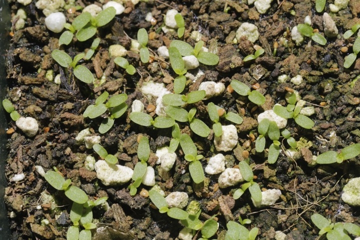 サワギキョウの発芽