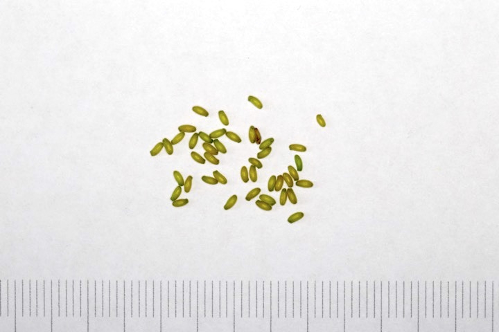 セリバオウレンの種