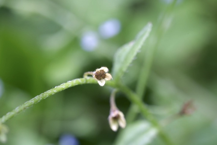 キュウリグサの実