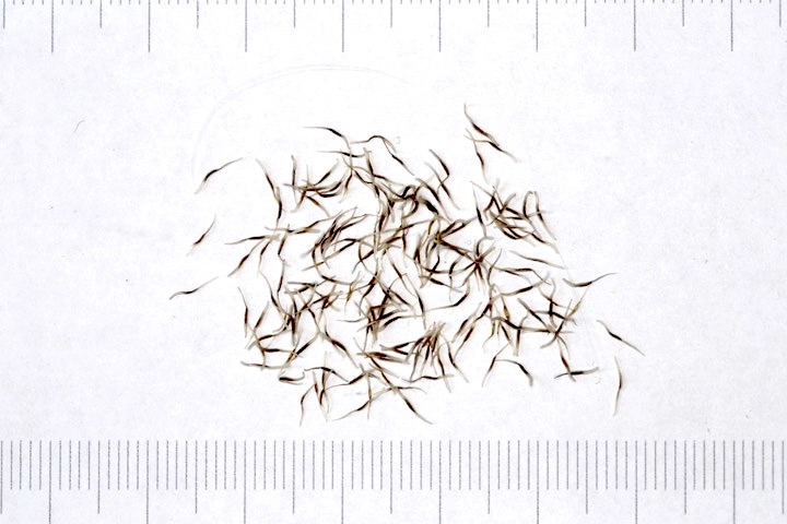 ショウジョウバカマの種