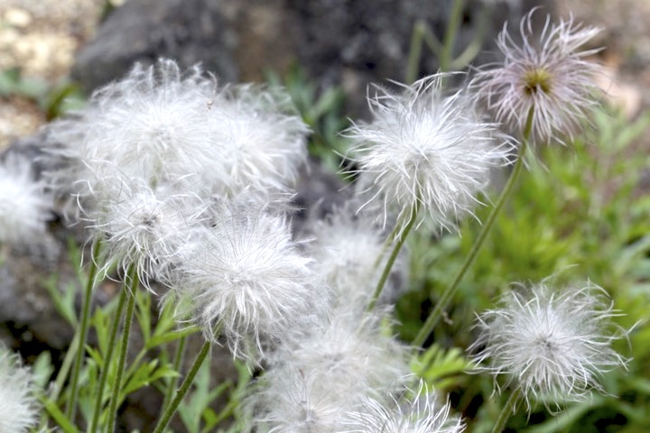 オキナグサの実