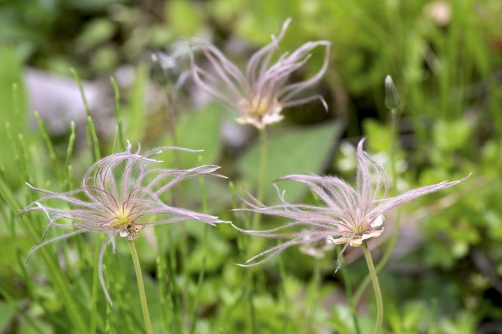 チングルマの実