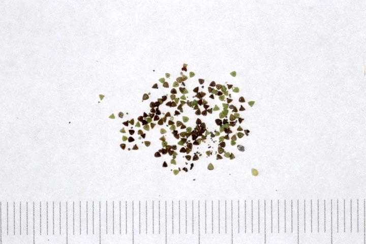 キュウリグサの種