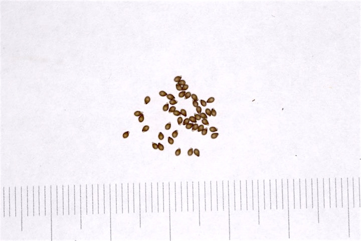 ノジスミレの種