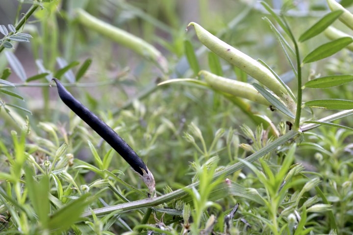 カラスノエンドウの実