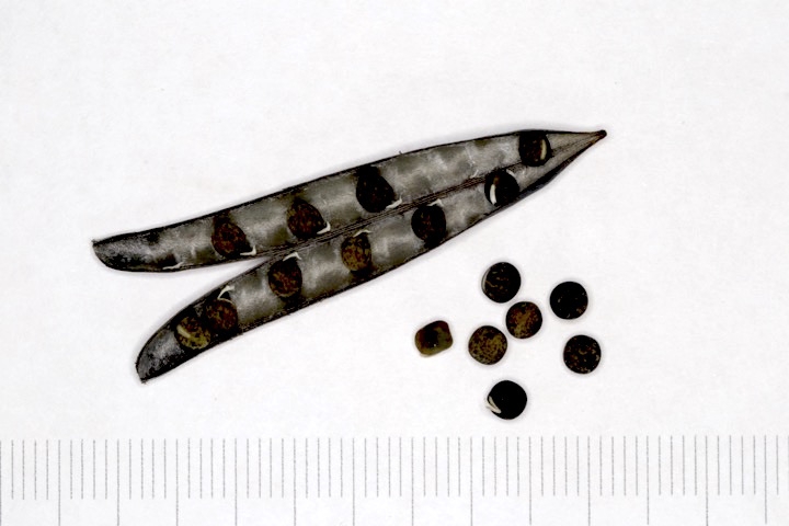 カラスノエンドウの種