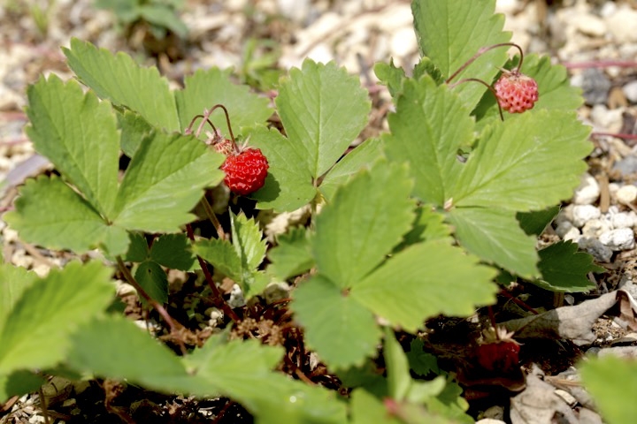 ノウゴウイチゴの実