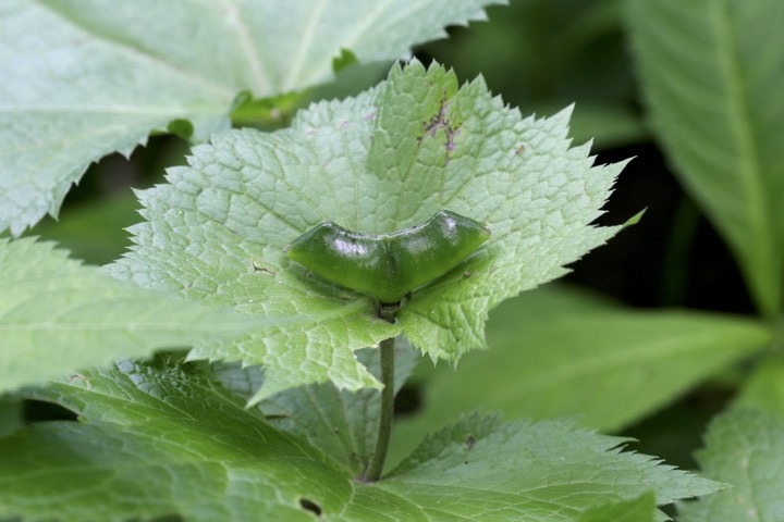 シラネアオイの実