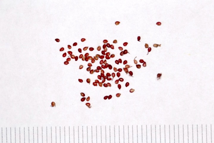 ノウゴウイチゴの種