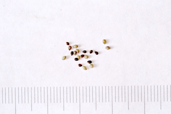 ツボスミレの種