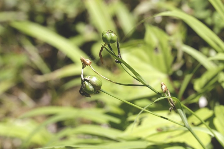 オオアマナの実
