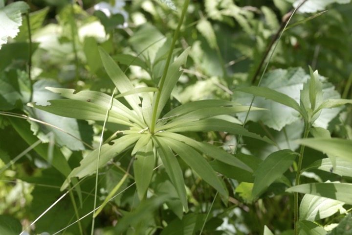 クルマユリの葉