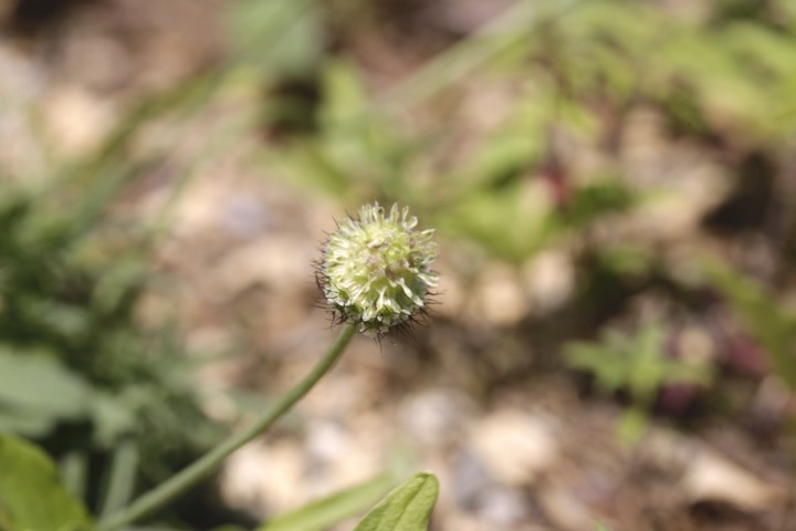 タカネマツムシソウの実