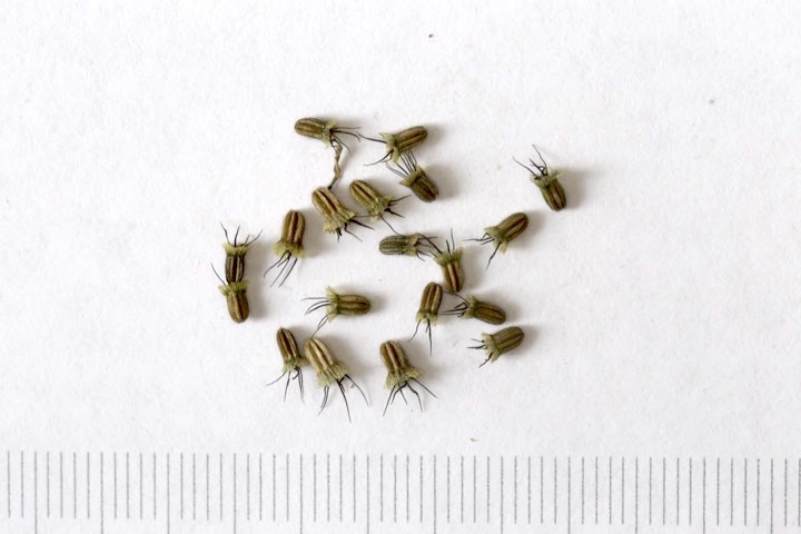 タカネマツムシソウの種