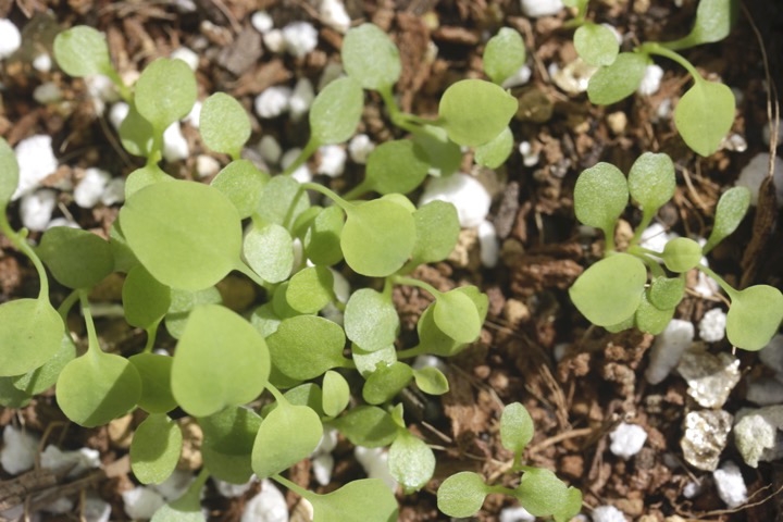 ジシバリの発芽