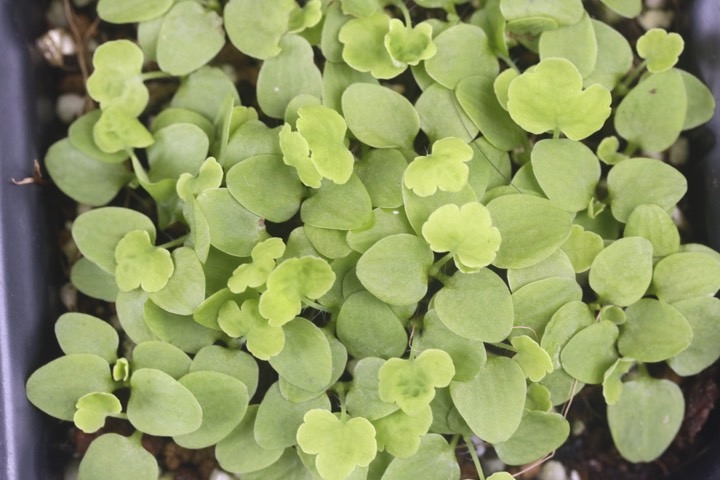 クサノオウの発芽