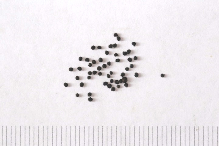 ルリニワゼキショウの種