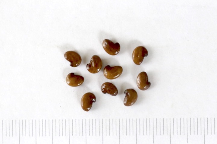 センダイハギの種