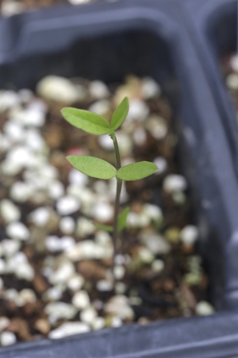 カラスノエンドウの発芽