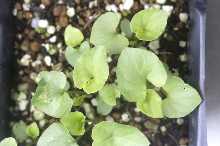 ツボスミレの発芽