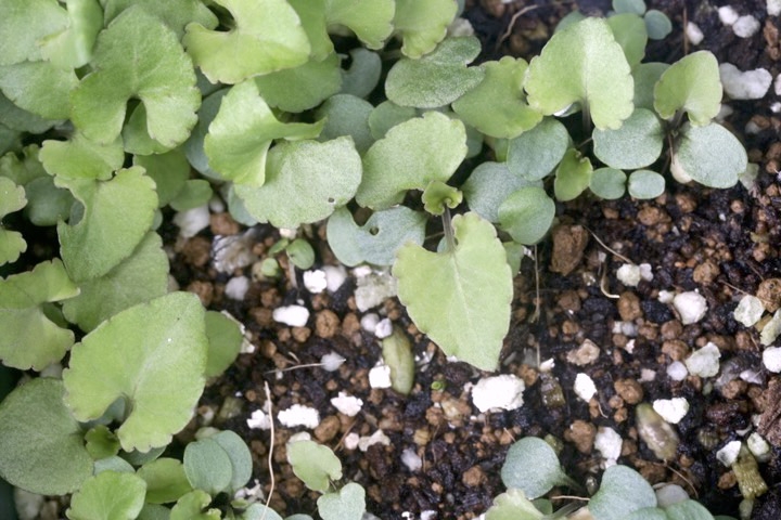 ノジスミレの発芽