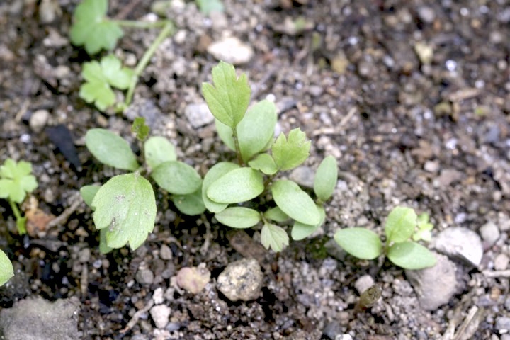 オキナグサの発芽