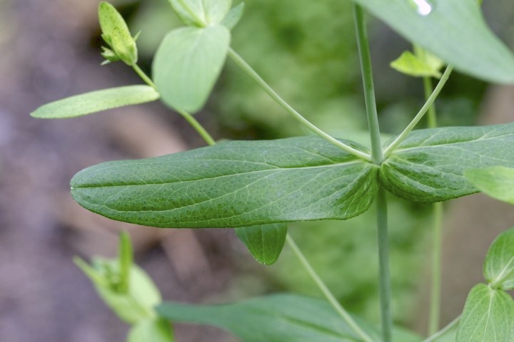 オトギリソウの葉