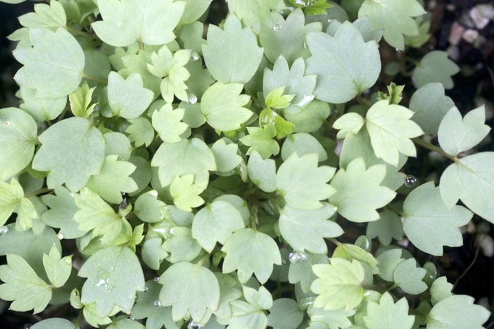 ノウゴウイチゴの発芽