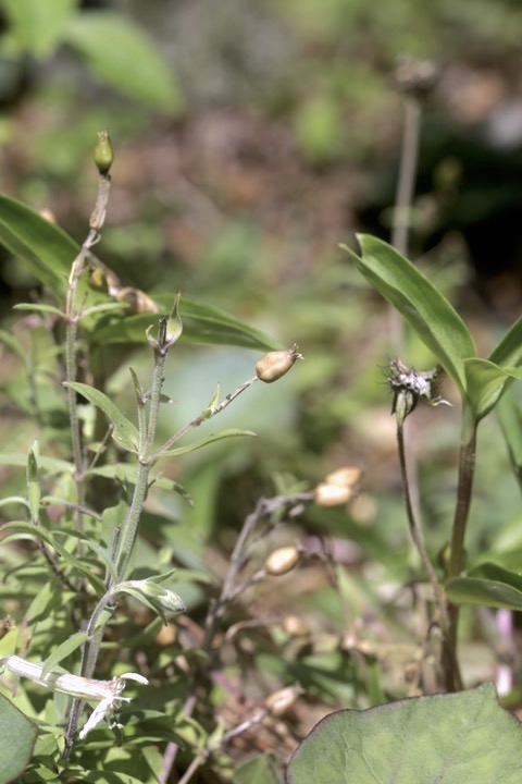 チシママンテマの実