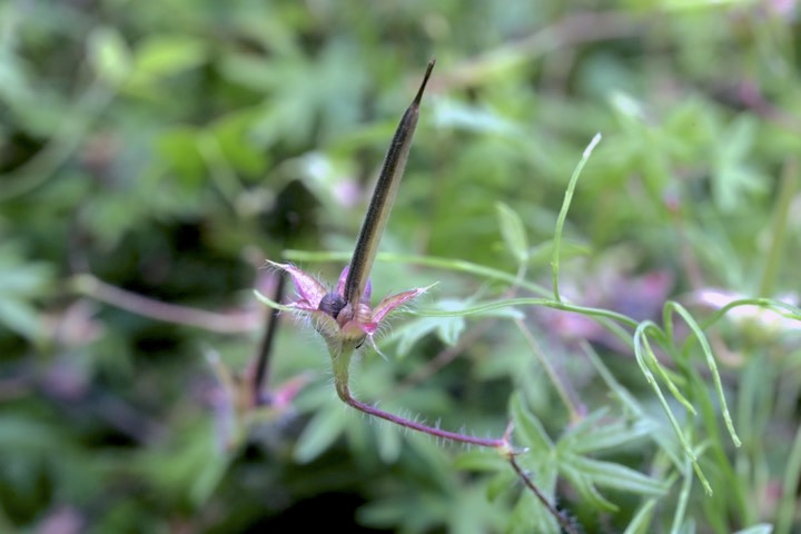 ハクサンフウロの実