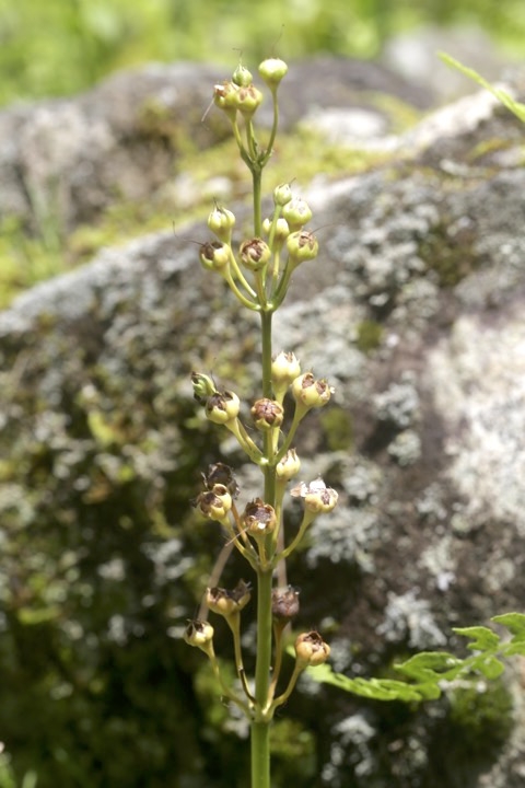 クリンソウの実