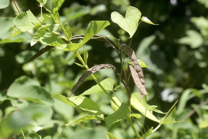センダイハギの実