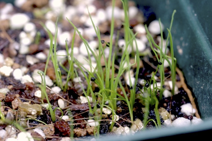 ニワゼキショウの発芽