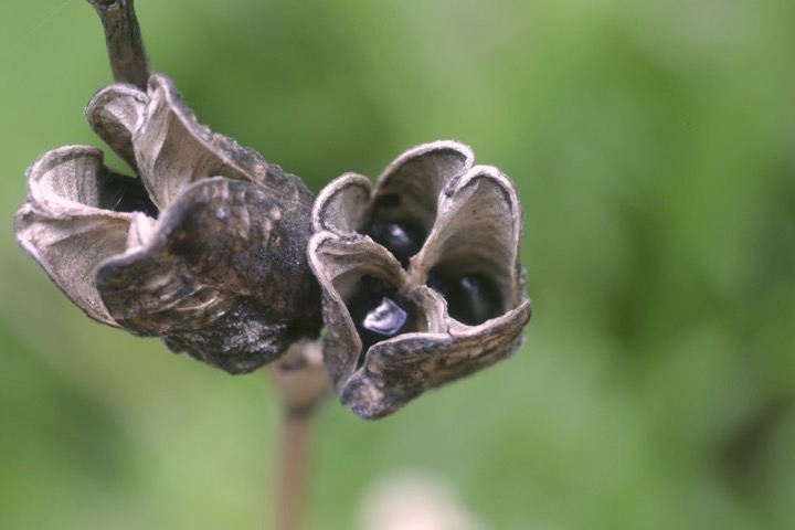 ゼンテイカの実