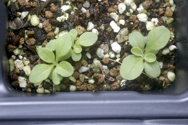 タカネマツムシソウの発芽