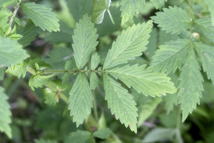 キンミズヒキの葉