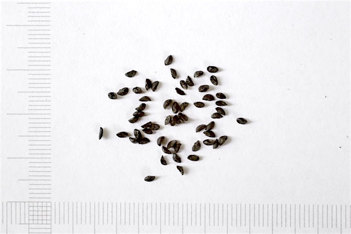 シロウマアサツキの種