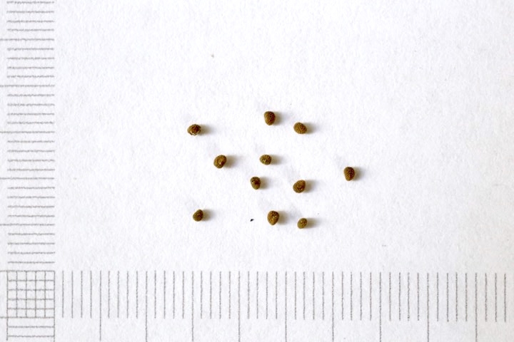 タツナミソウの種