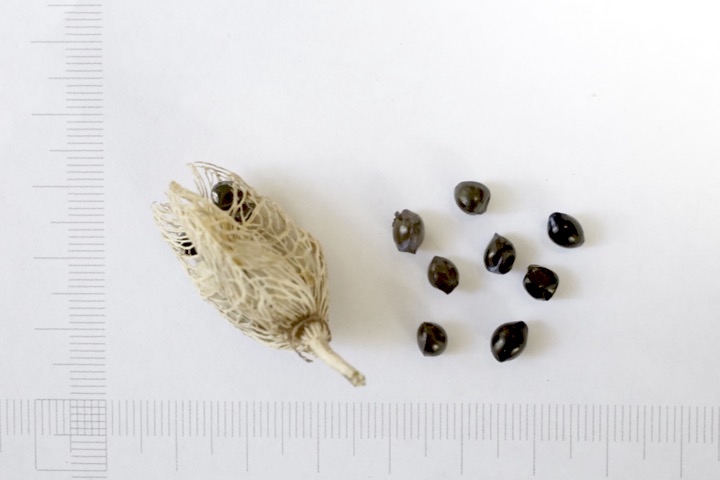 ゼンテイカの種