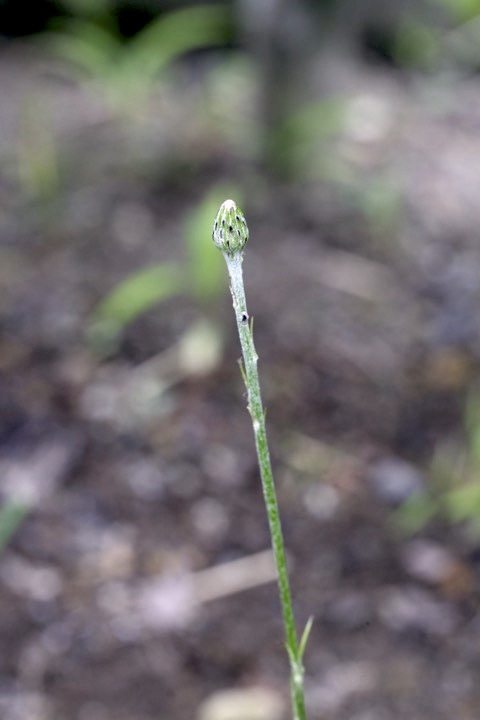センボンヤリの閉鎖花