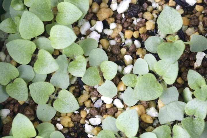 ウツボグサの発芽