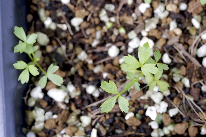 チングルマの発芽