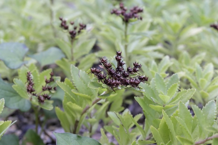 キリンソウの実