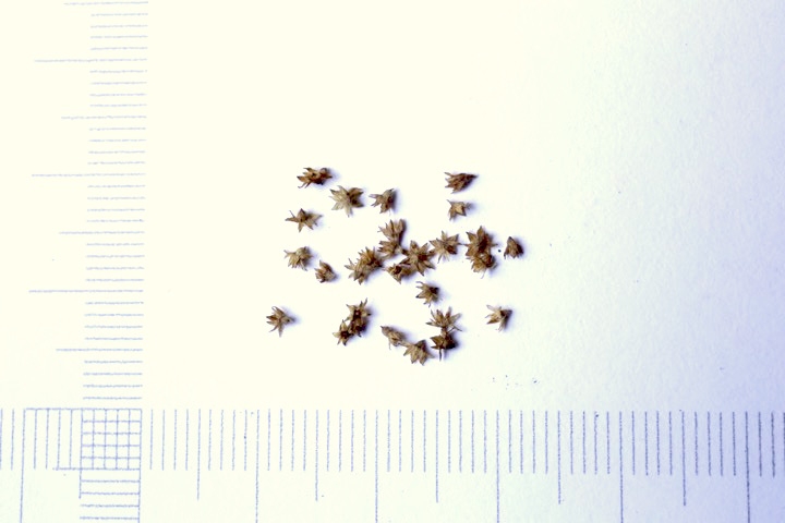 ハゴロモグサの種