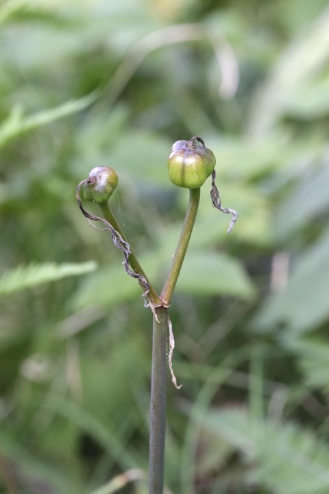 キツネノカミソリの実